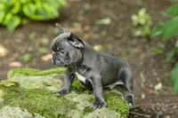 Easton, a male French Bulldog for sale in Millersburg, OH – 10 of 10