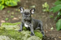 Easton, a male French Bulldog for sale in Millersburg, OH – 9 of 10