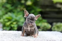 Elsa, a female French Bulldog for sale in Millersburg, OH – 6 of 9