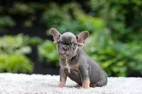 Elsa, a female French Bulldog for sale in Millersburg, OH – 4 of 9