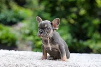 Elsa, a female French Bulldog for sale in Millersburg, OH – 2 of 9