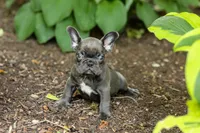 Easton, a male French Bulldog for sale in Millersburg, OH – 2 of 10
