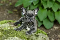 Easton, a male French Bulldog for sale in Millersburg, OH – 8 of 10
