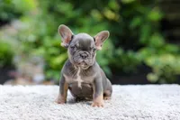 Elsa, a female French Bulldog for sale in Millersburg, OH – 3 of 9