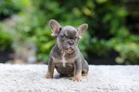 Elsa, a female French Bulldog for sale in Millersburg, OH – 9 of 9