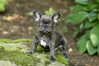 Easton, a male French Bulldog for sale in Millersburg, OH – 7 of 10