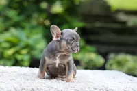 Elsa, a female French Bulldog for sale in Millersburg, OH – 8 of 9
