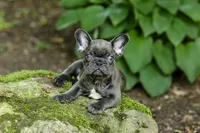 Easton, a male French Bulldog for sale in Millersburg, OH – 5 of 10