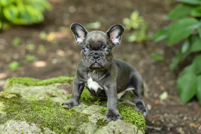 Easton – French Bulldog puppy for sale in Millersburg, OH