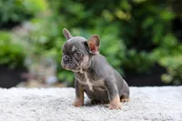 Elsa, a female French Bulldog for sale in Millersburg, OH – 5 of 9