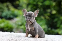Elsa, a female French Bulldog for sale in Millersburg, OH – 1 of 9