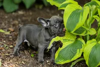 Easton, a male French Bulldog for sale in Millersburg, OH – 4 of 10