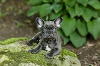 Easton, a male French Bulldog for sale in Millersburg, OH – 3 of 10