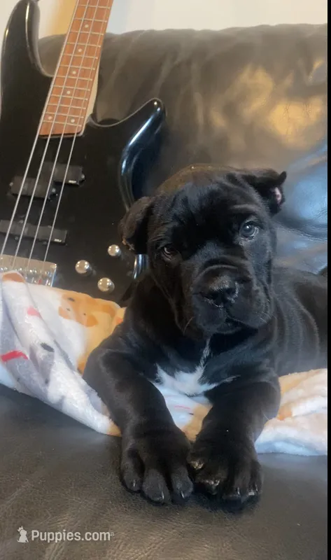 CANE CORSO CHRISTMAS LITTER!