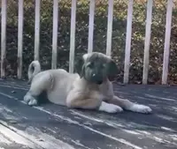 processed/b8224c85-adf2-4db6-a8a2-f5b0a7cecb9f/listing/d57ecc77-7cf4-4c59-909f-dedb82b03636/43e8cc89-8cdf-4a79-bef6-db33301972cd