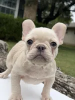 Koda, a male French Bulldog for sale in Round Rock, TX – 1 of 1
