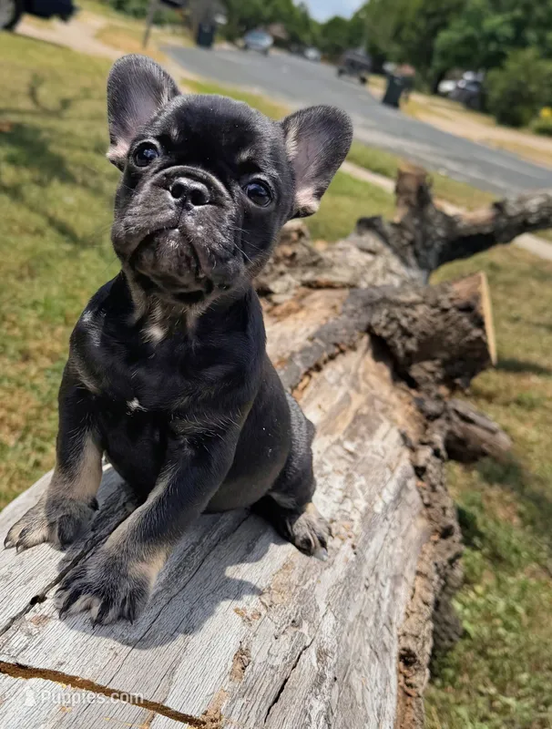 ZEUS – French Bulldog puppy for sale in Round Rock, TX