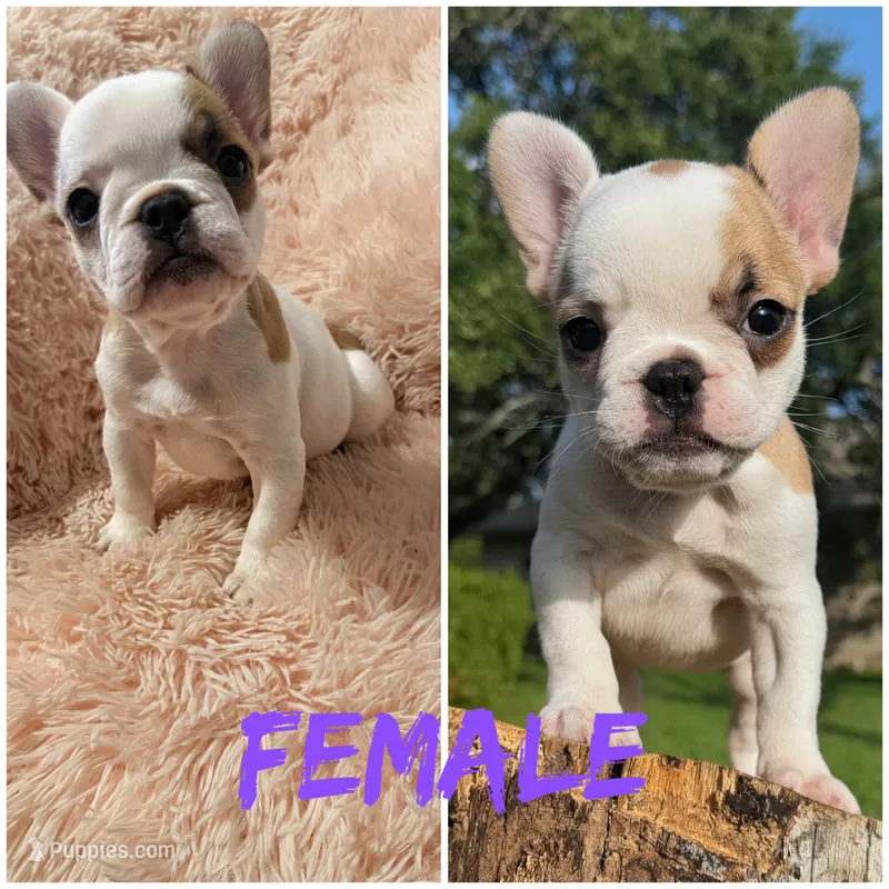 KALI – French Bulldog puppy for sale in Round Rock, TX