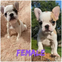 KALI, a female French Bulldog for sale in Round Rock, TX – 1 of 1