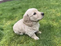 ee Cream 2nd Born, a male Dachshund for sale in Rochester, WA – Photo 3 of 4