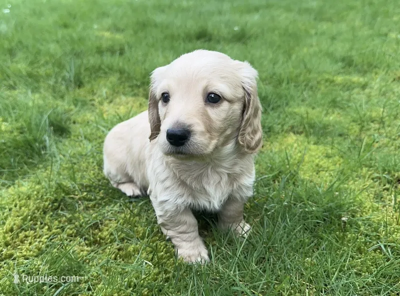 ee Cream 2nd Born – Dachshund puppy for sale in Rochester, WA