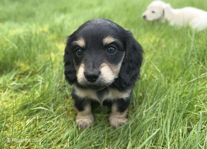 Black and Cream 4th Born – Dachshund puppy for sale in Rochester, WA