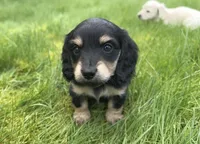 Black and Cream 4th Born, a female Dachshund for sale in Rochester, WA – Photo 1 of 3