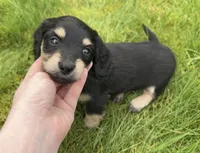 Black and Cream 4th Born, a female Dachshund for sale in Rochester, WA – Photo 2 of 3