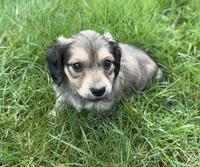 Shaded Cream 3rd Born, a male Dachshund for sale in Rochester, WA – Photo 2 of 3