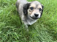 Shaded Cream 3rd Born, a male Dachshund for sale in Rochester, WA – Photo 3 of 3