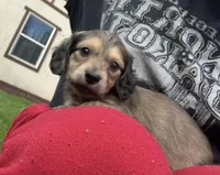 Shaded Cream 3rd Born, a male Dachshund for sale in Rochester, WA – Photo 1 of 3