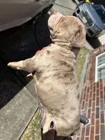 Chocolate/lilac merle, a female American Bully for sale in Conroe, TX – Photo 3 of 5