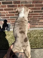 Chocolate/lilac merle, a female American Bully for sale in Conroe, TX – Photo 4 of 5