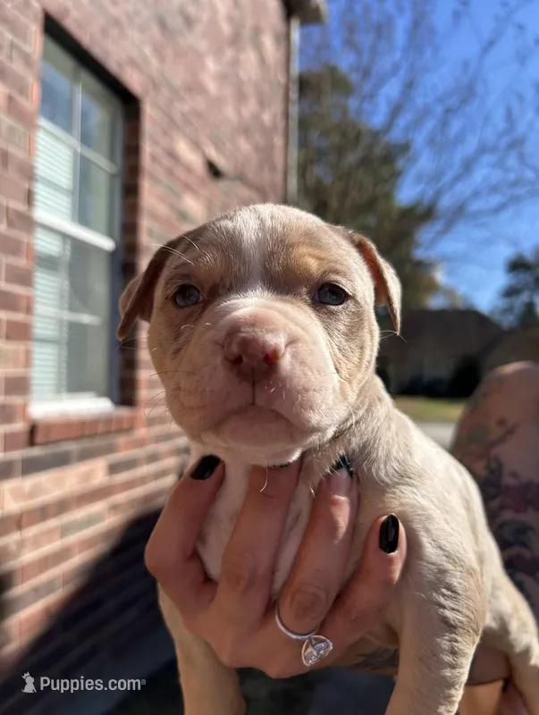 Chocolate/lilac merle