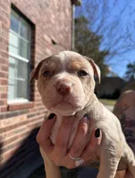 Chocolate/lilac merle, a female American Bully for sale in Conroe, TX – Photo 1 of 5
