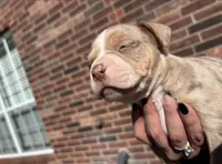 Chocolate/lilac merle, a female American Bully for sale in Conroe, TX – Photo 2 of 5