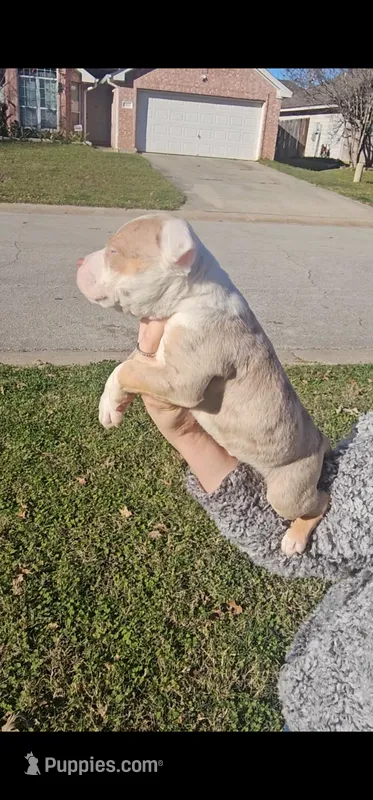 Chocolate merle., a male American Bully for sale in Conroe, TX – Photo 1 of 6