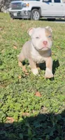 Chocolate merle., a male American Bully for sale in Conroe, TX – Photo 2 of 6