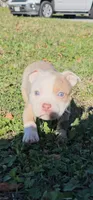Chocolate merle., a male American Bully for sale in Conroe, TX – Photo 4 of 6