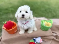 Trixie, a female Poodle - Miniature  for sale in Carrollton, TX – Photo 1 of 4