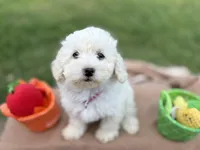 Trixie, a female Poodle - Miniature  for sale in Carrollton, TX – Photo 2 of 4