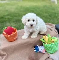 Trixie, a female Poodle - Miniature  for sale in Carrollton, TX – Photo 3 of 4