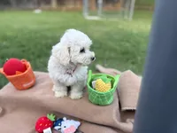 Trixie, a female Poodle - Miniature  for sale in Carrollton, TX – Photo 4 of 4