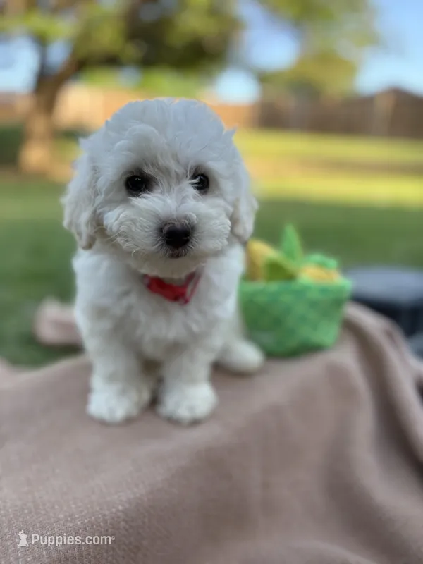 Tianna – Poodle - Miniature  puppy for sale in Carrollton, TX