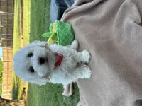 Tianna, a female Poodle - Miniature  for sale in Carrollton, TX – Photo 3 of 3