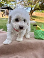 Tianna, a female Poodle - Miniature  for sale in Carrollton, TX – Photo 2 of 3