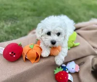 Taylor , a female Poodle - Miniature  for sale in Carrollton, TX – Photo 4 of 4