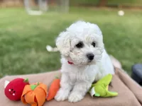 Taylor , a female Poodle - Miniature  for sale in Carrollton, TX – Photo 2 of 4