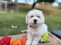 Taylor , a female Poodle - Miniature  for sale in Carrollton, TX – Photo 3 of 4