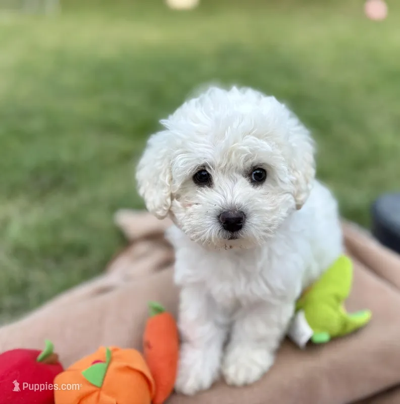 Taylor  – Poodle - Miniature  puppy for sale in Carrollton, TX